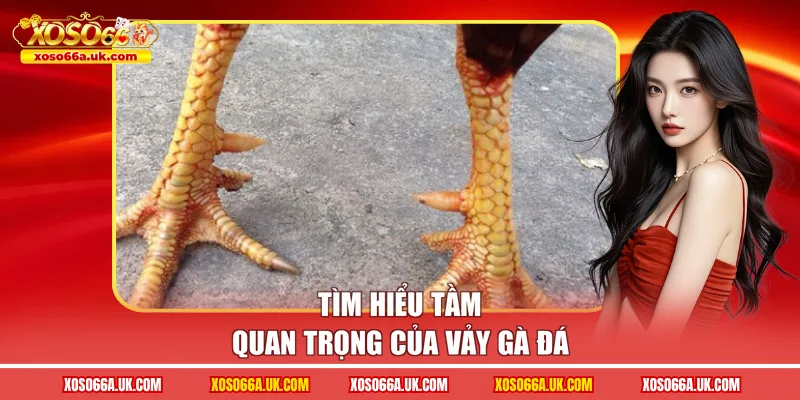 Tìm hiểu tầm quan trọng của vảy gà đá